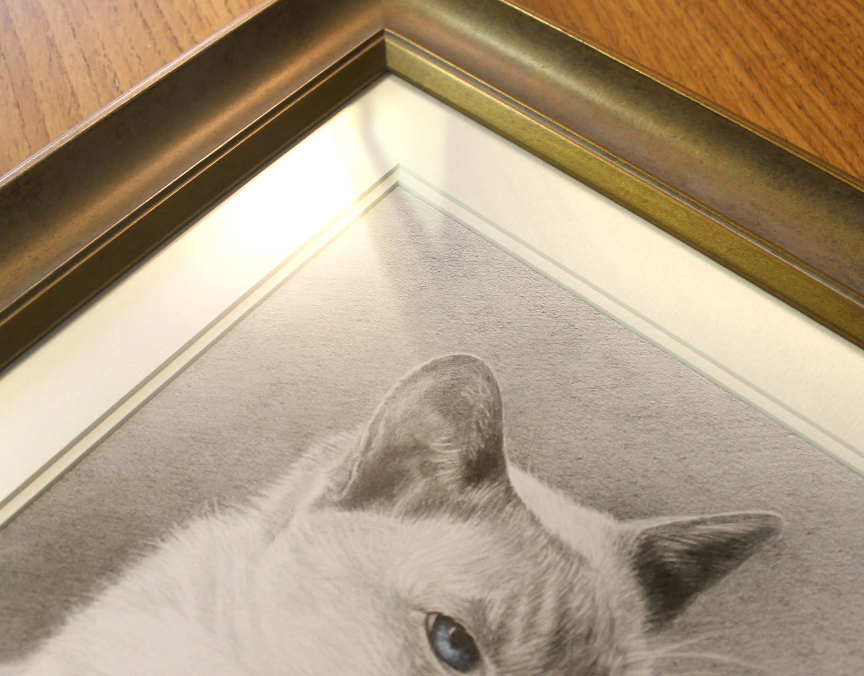 cat portraits