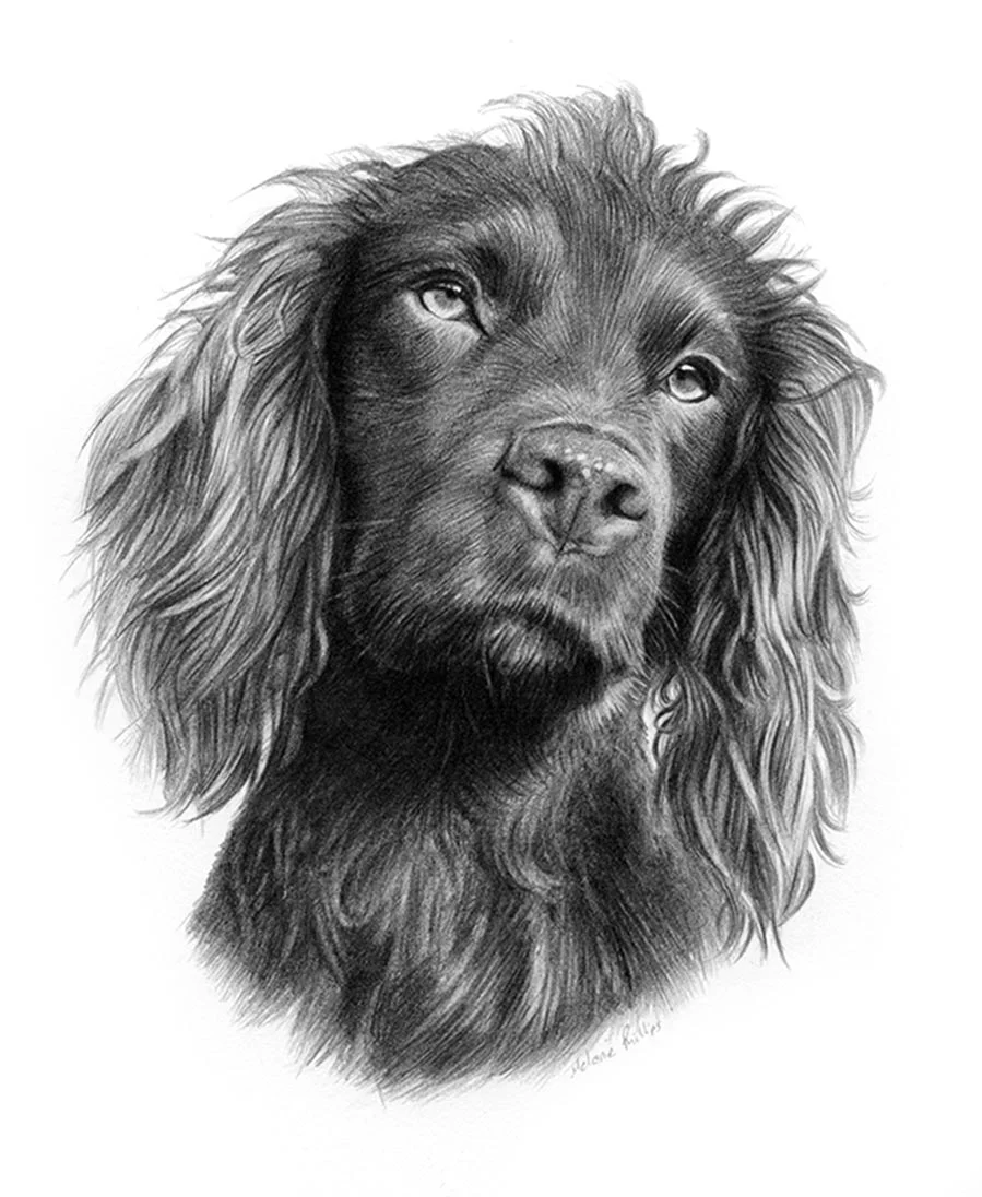 Cocker Spaniel Pencil Portraits