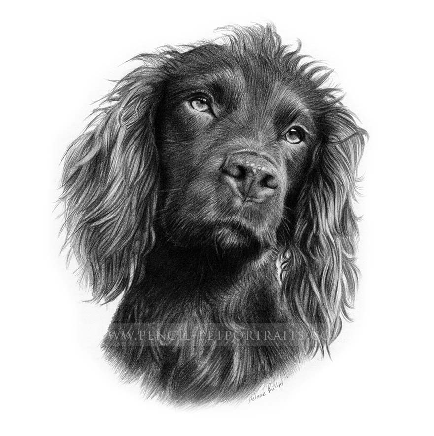 Clipart Cocker Spaniel Coloring Pages Printables Pet Lovers Pet Lovers  Coloring Outline Sketch Drawing Vector Cocker Spaniel Drawing Cocker  Spaniel Outline Cocker Spaniel Sketch PNG and Vector with Transparent  Background for Free