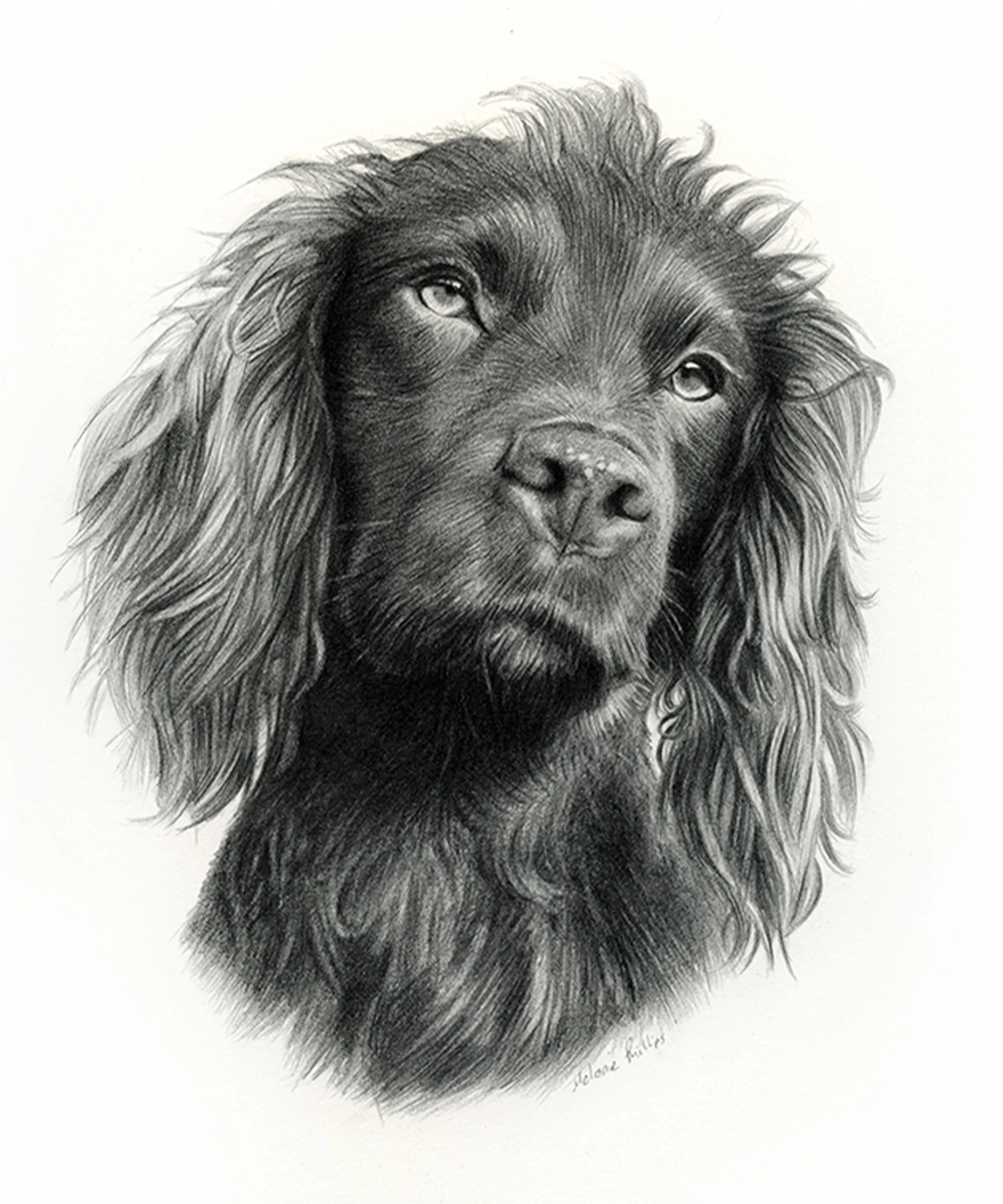 Pencil portraits reference photos