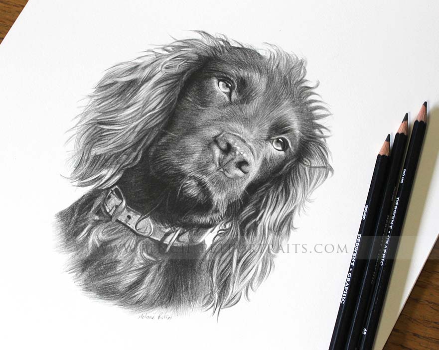 Cocker Spaniel Pet Portraits