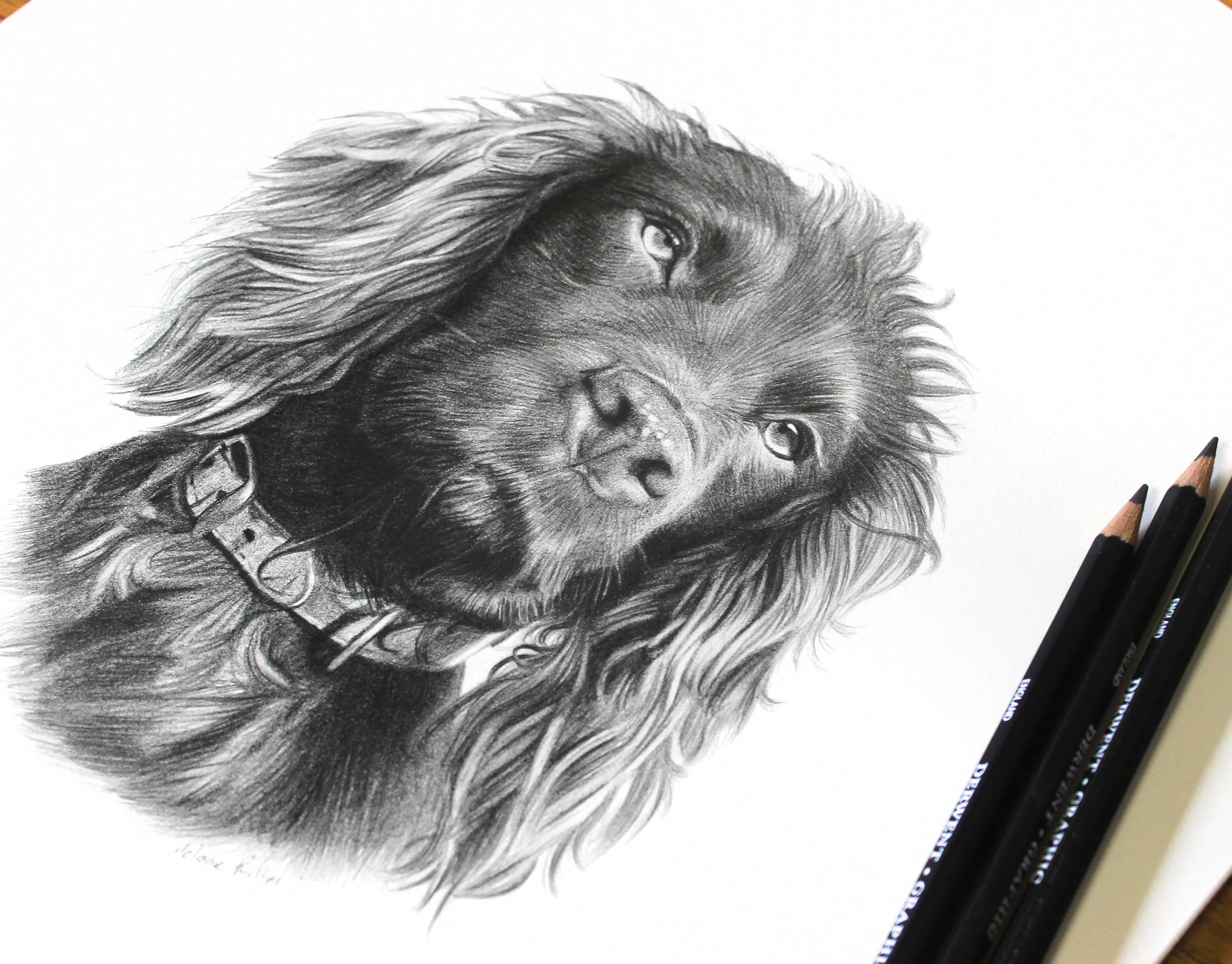 Cocker Spaniel Pet Portraits