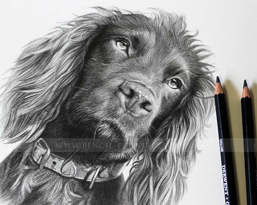 Free Baby Cocker Spaniel Coloring Pages Dog Coloring Pages Outline Sketch  Drawing Vector Cocker Spaniel Drawing Cocker Spaniel Outline Cocker  Spaniel Sketch PNG and Vector with Transparent Background for Free Download