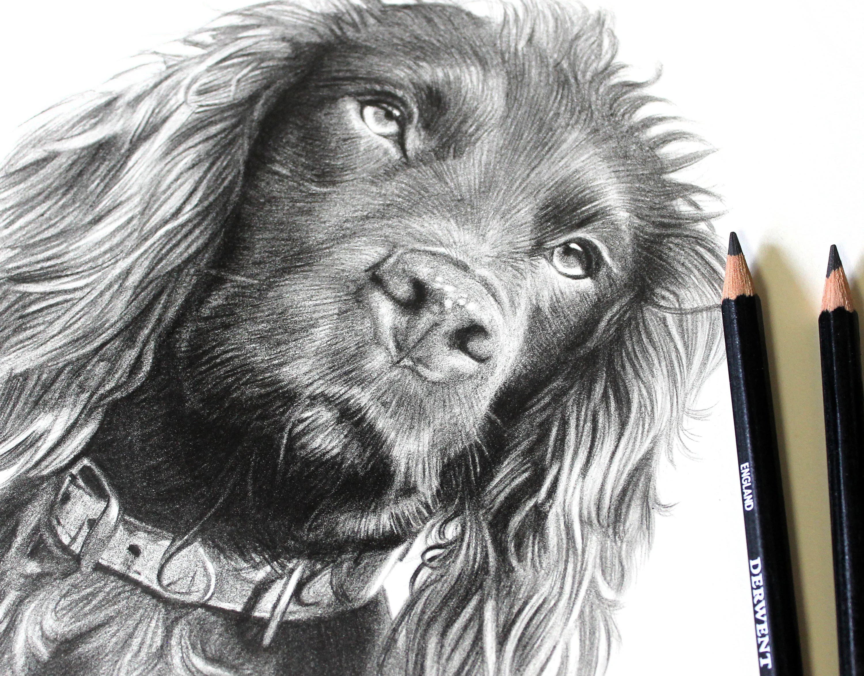 Cocker Spaniel portrait