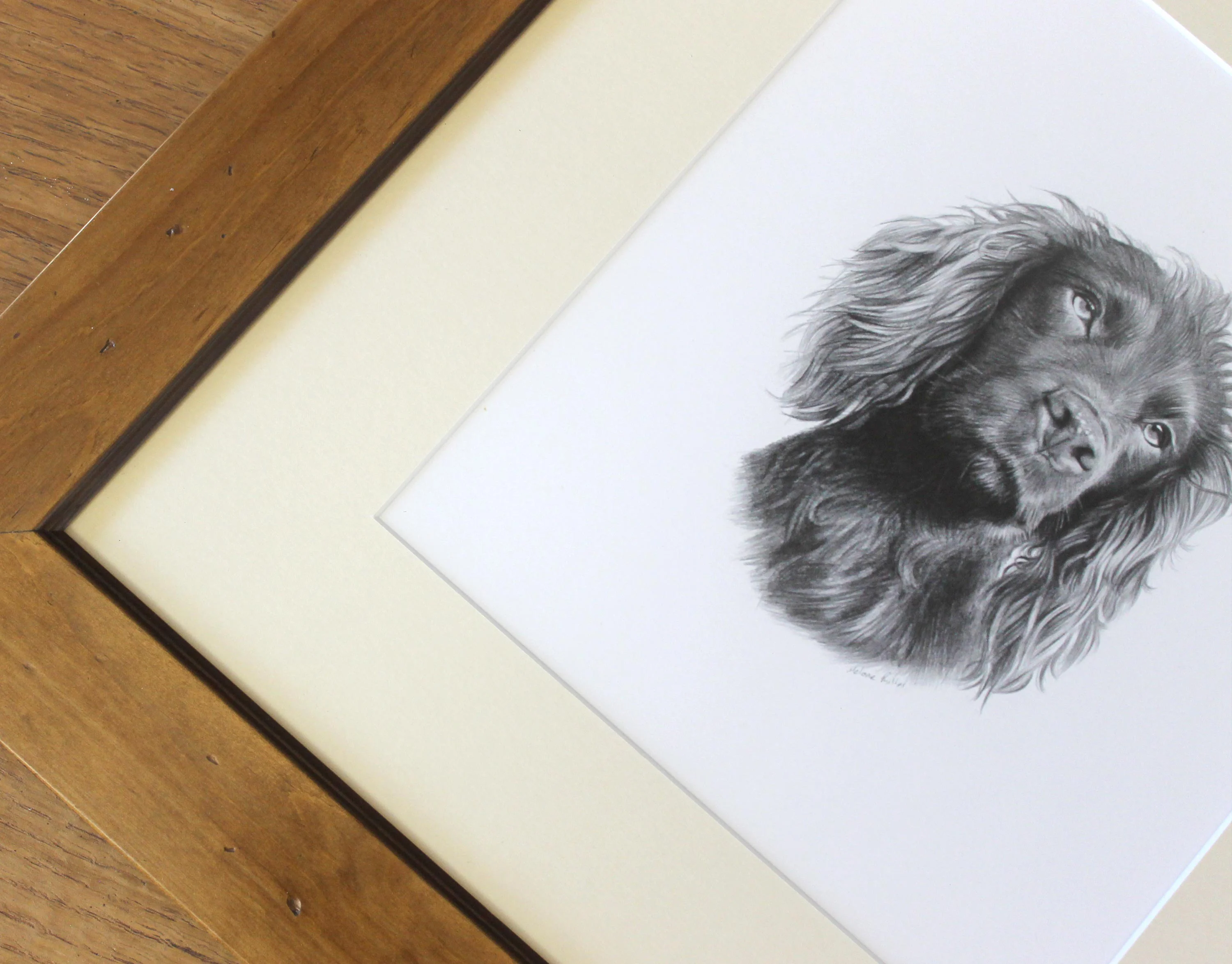 pencil pet portrait of Moo