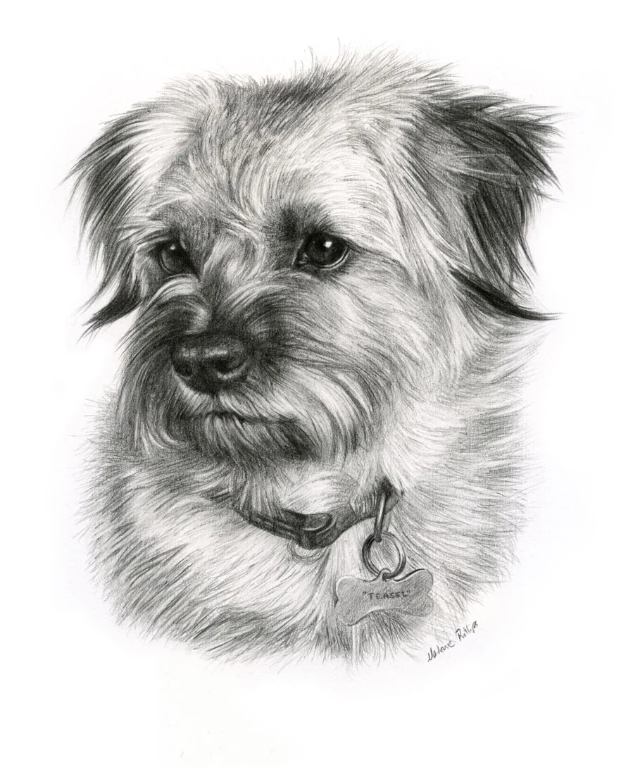 Dog Pencil Pet Portraits
