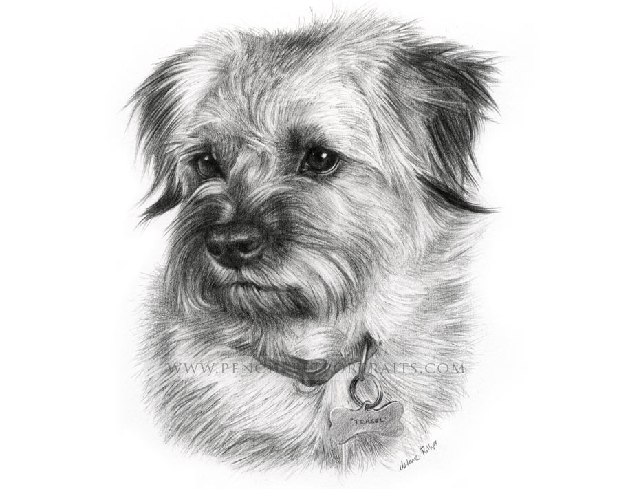 Dog Pet Portraits