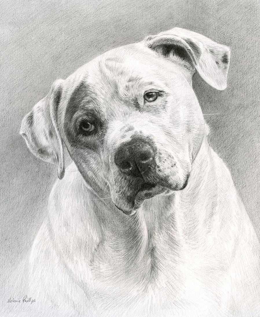 Staffy Pet Portraits