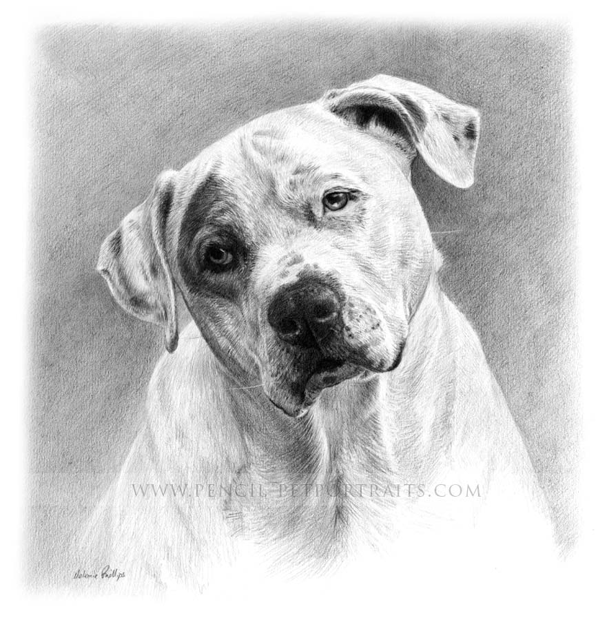 Dog Pet Portraits