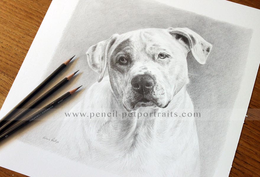 Dog Pet Portraits