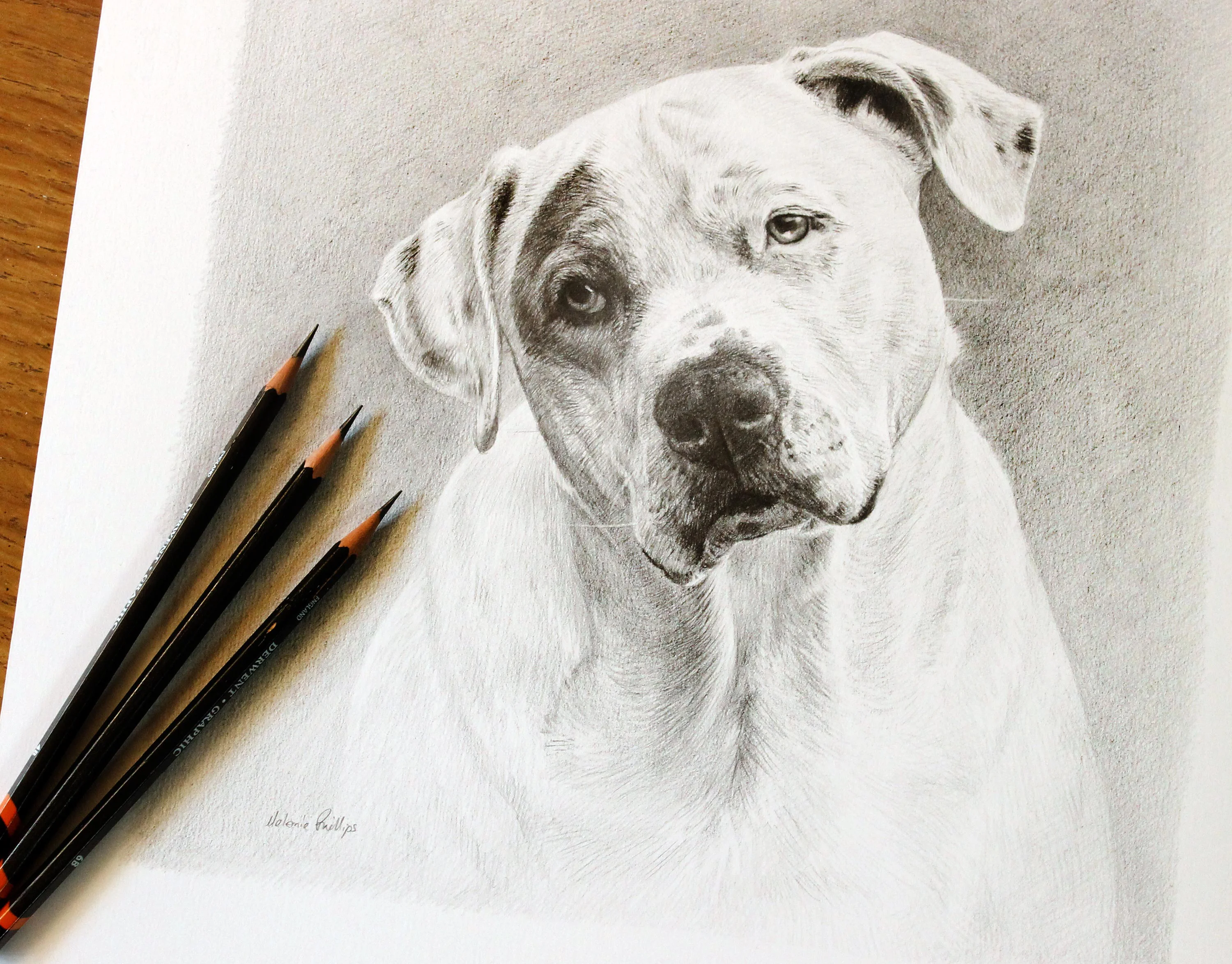 Dog Pet Portraits
