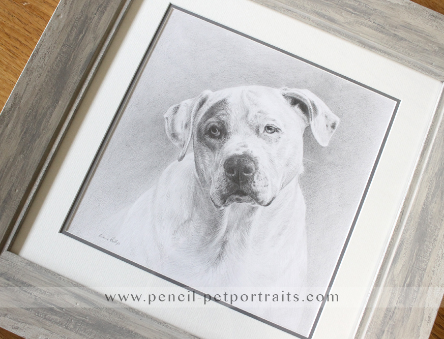 Dog Portraits Framed