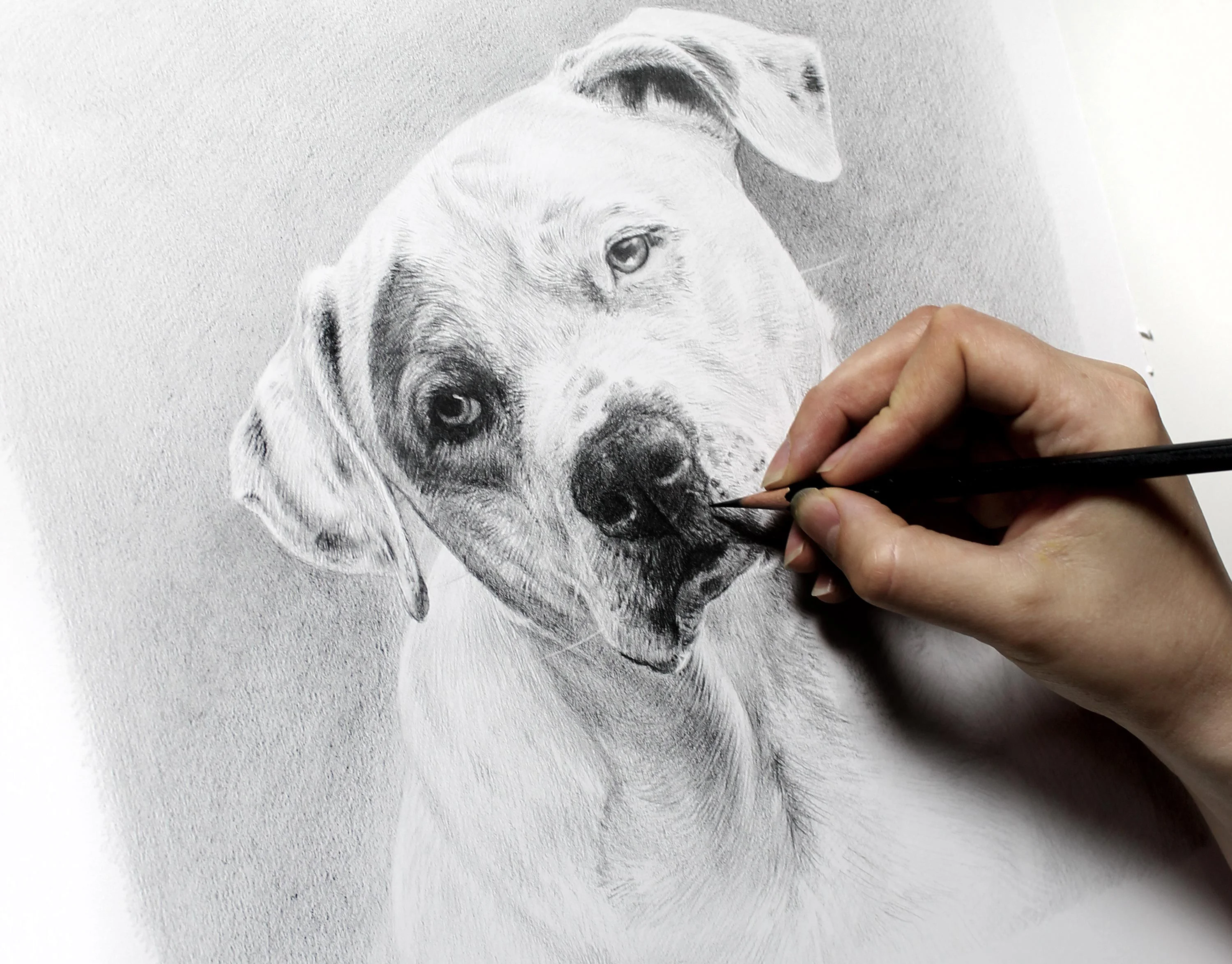 Dog Portraits Framed