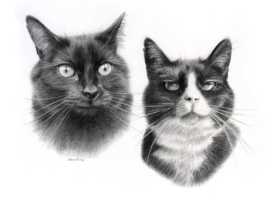 Double Cat Pet Portraits