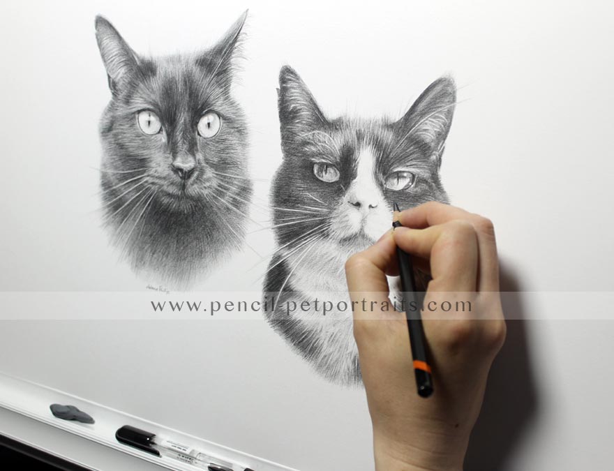 Double Cat Pet Portraits in Pencil