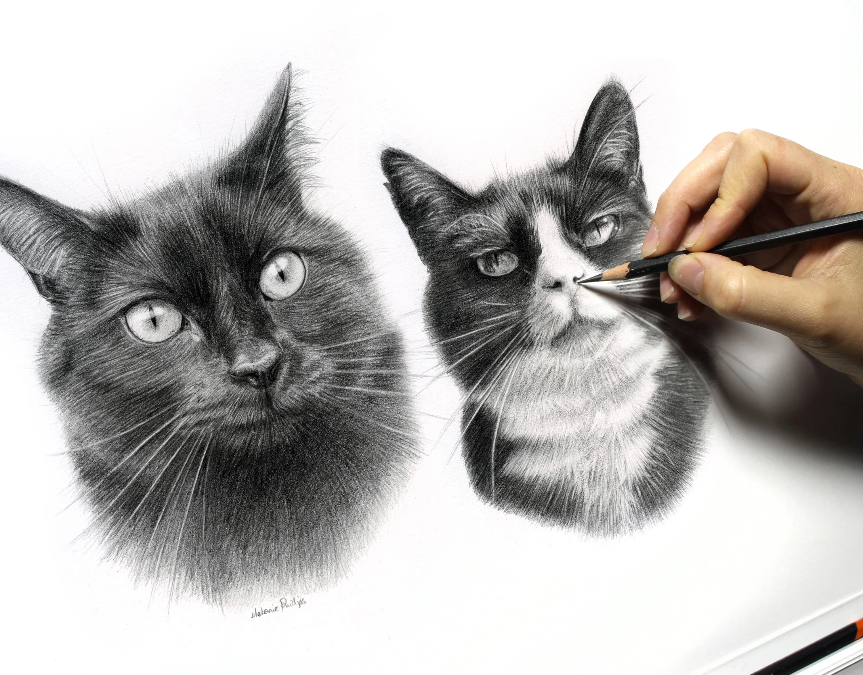 Double Cat Pet Portraits in Pencil
