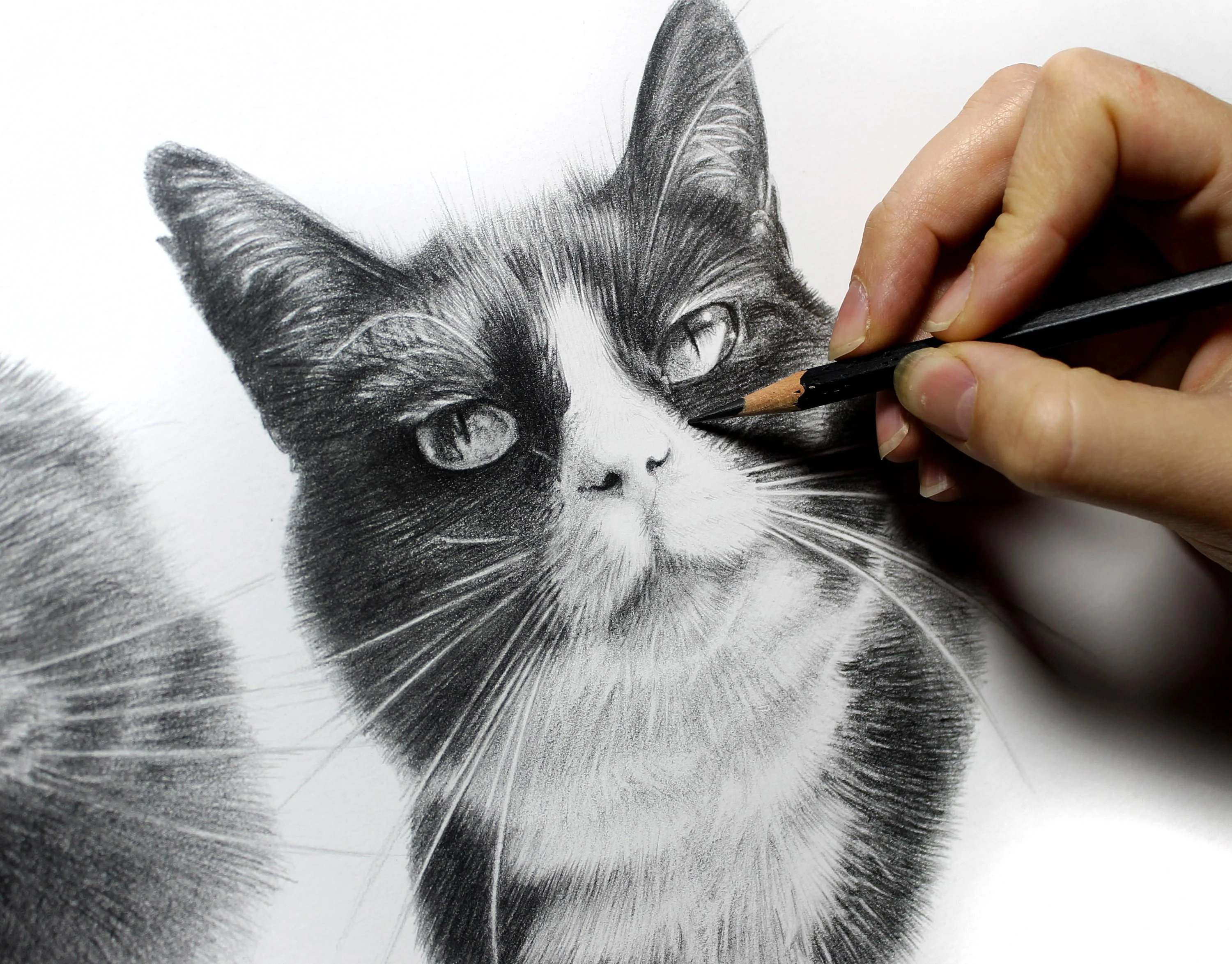 Double Cat Pet Portraits in Pencil