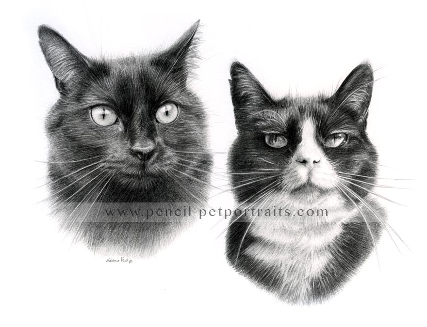 Double Cat Pet Portraits in Pencil