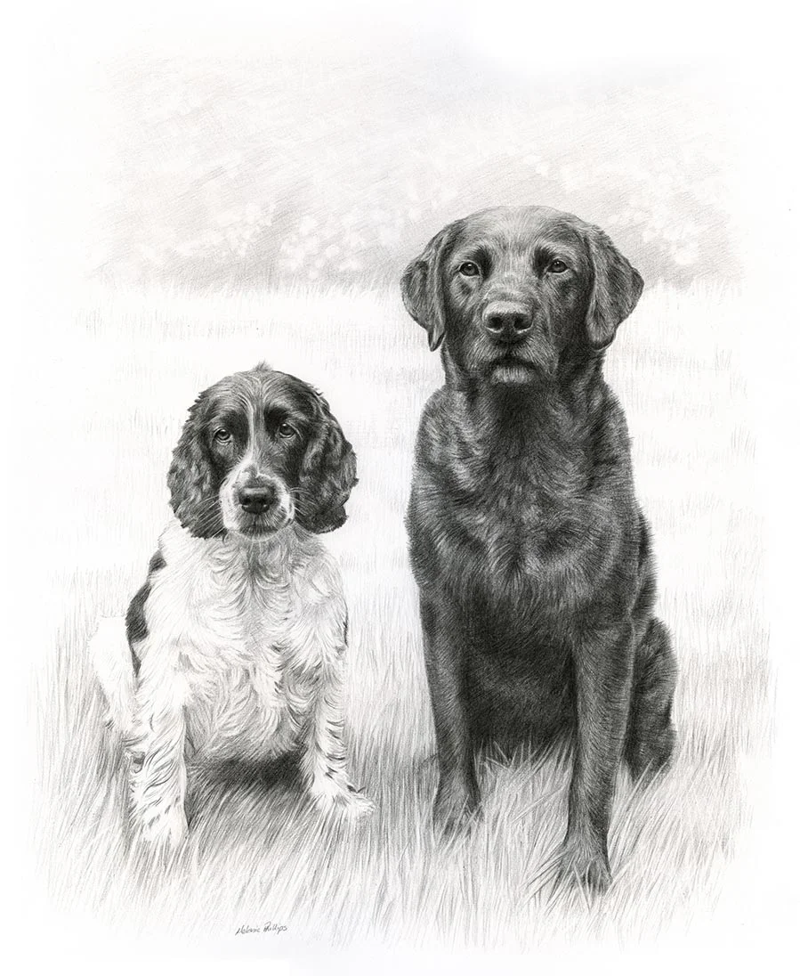 Labrador Pet Portraits