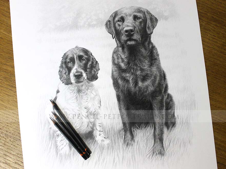 Double Dog Pet Portraits