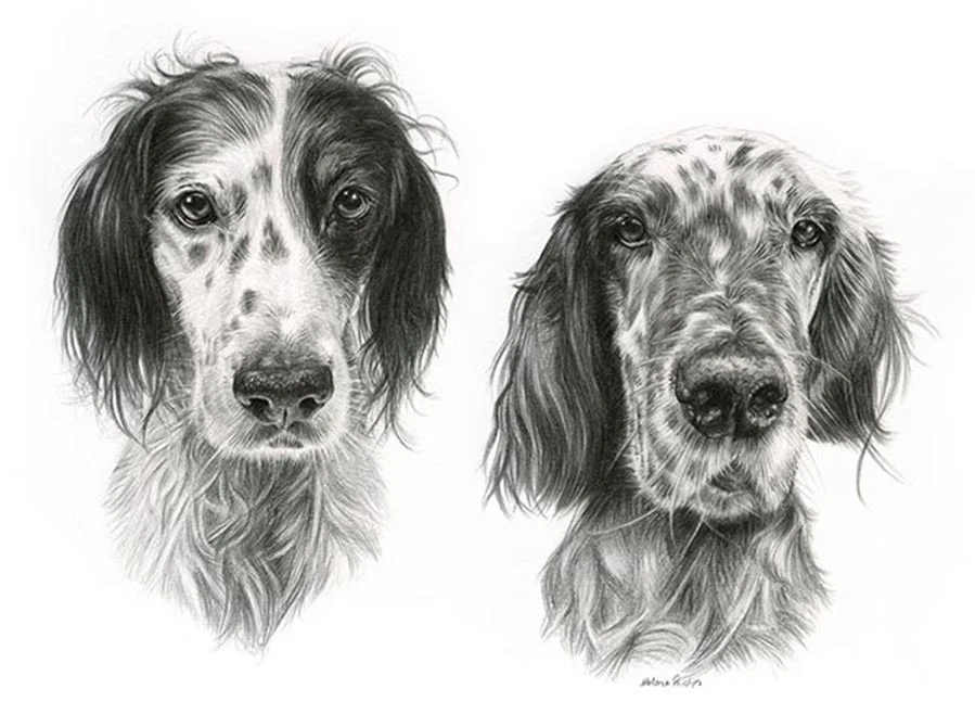 Dog Portrait