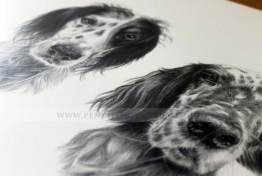 English Setter Portraits