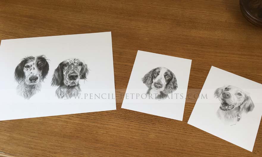 English Setter Portraits