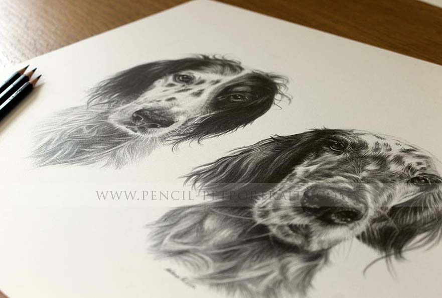 English Setter Portraits