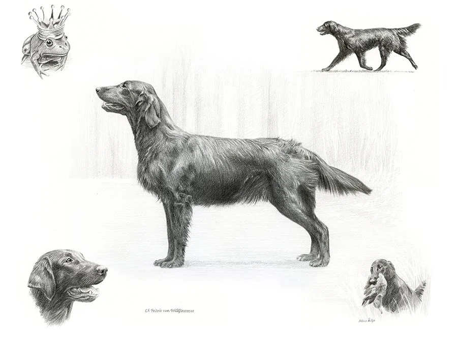Flat-Coated Retriever Pencil Montage