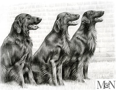 flat coated retriever pencil portraits