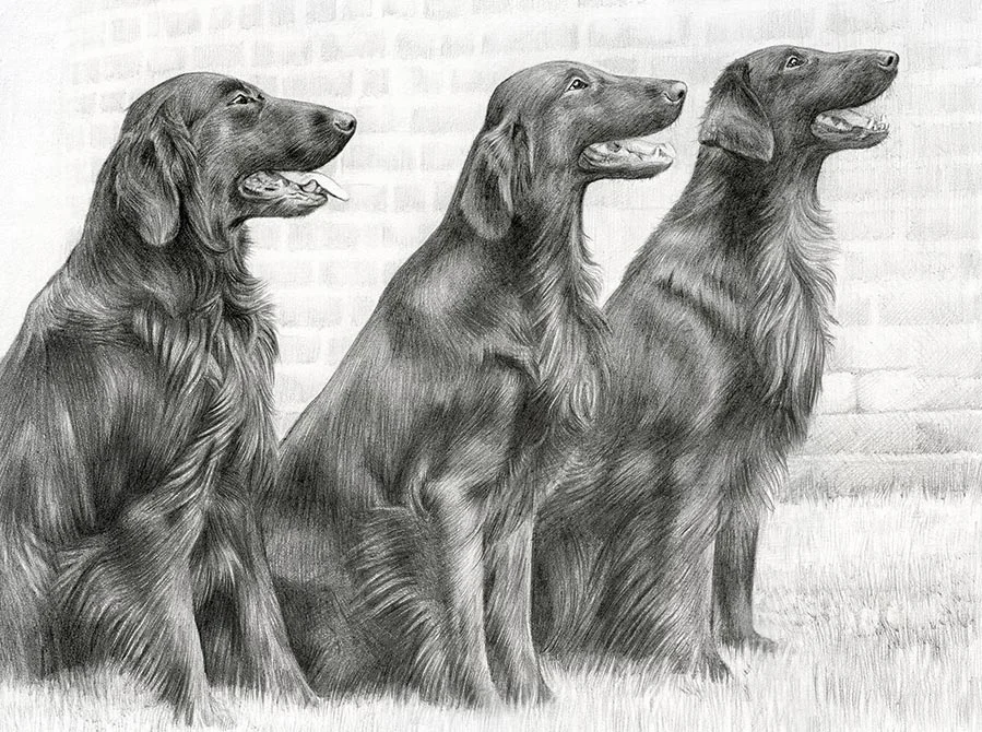 Flat Coated Retriever Pencil Portraits