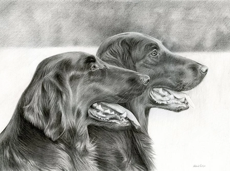 Flat Coated Retrievers Pet Portraits