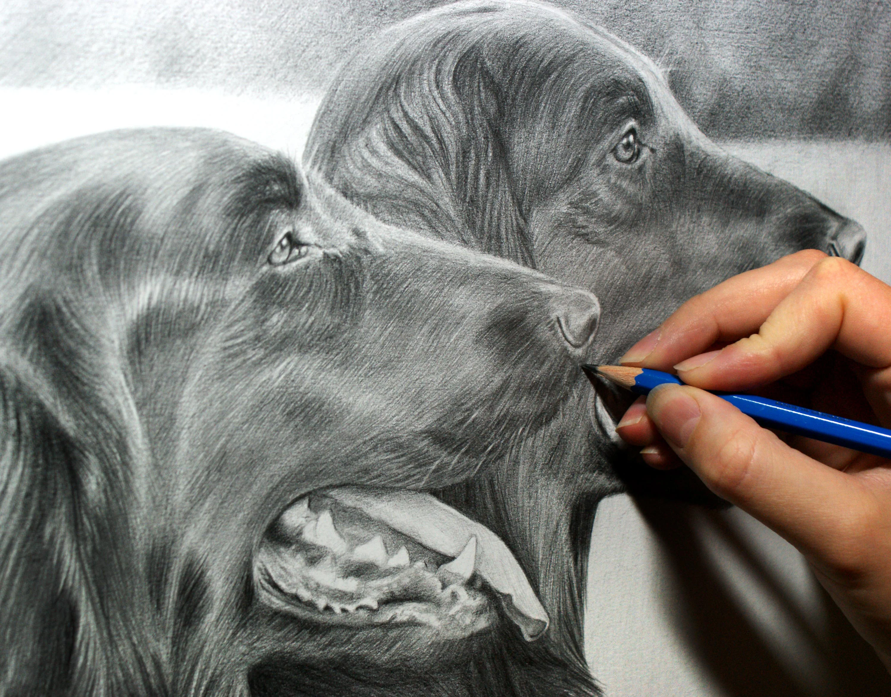 Flat Coated Retriever Pet Portrait