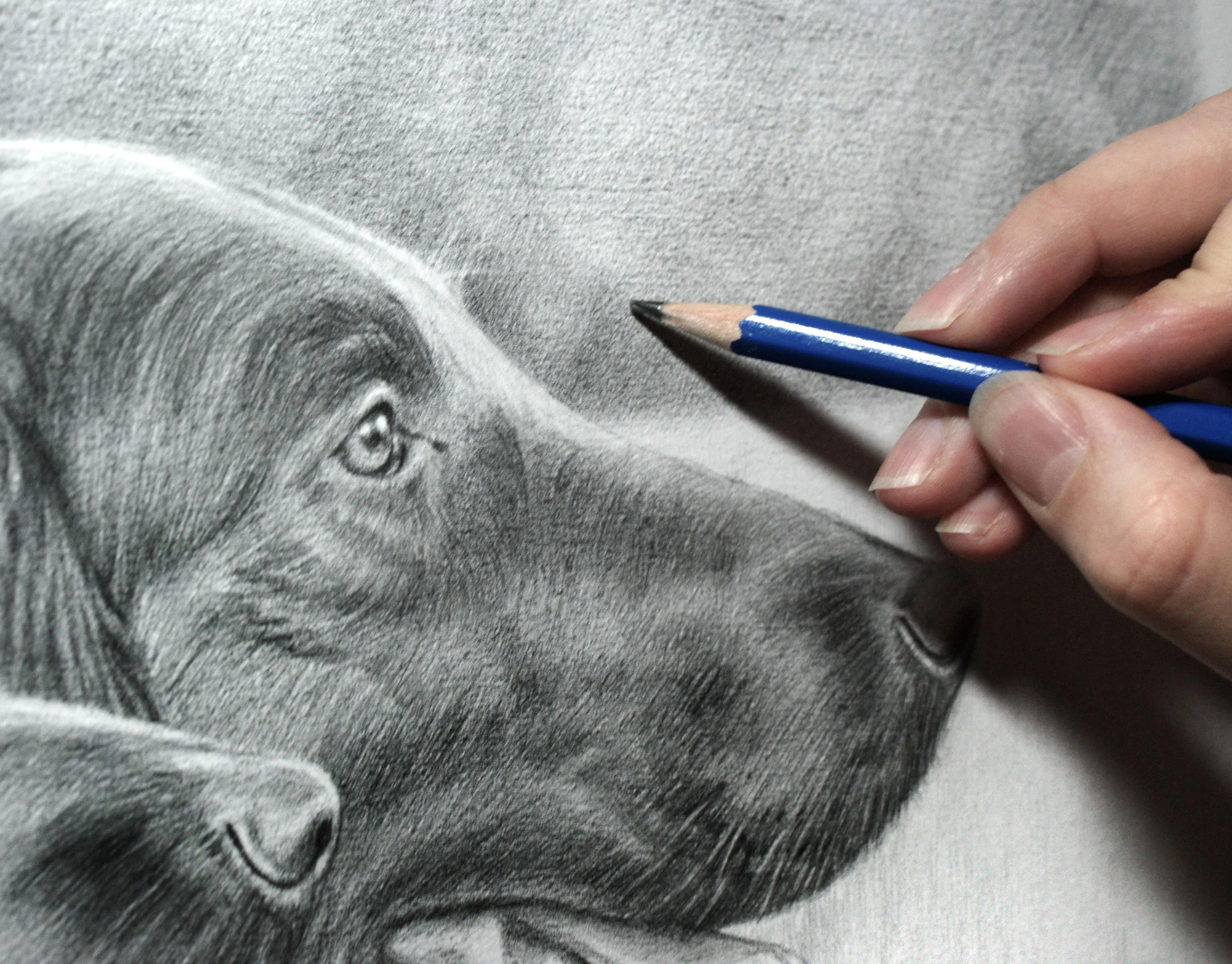 Flat Coated Retriever Pet Portrait