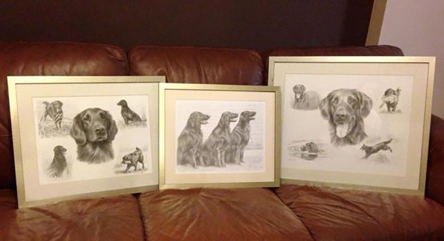 flatcoated retriever pet portraits in pencil framed