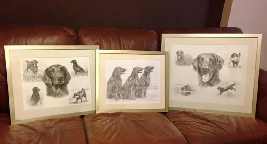 Flat Coated Retriever Pet Portrait