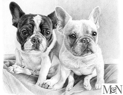 french bull dog portraits