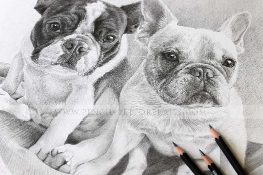French Bulldog Pet Portraits