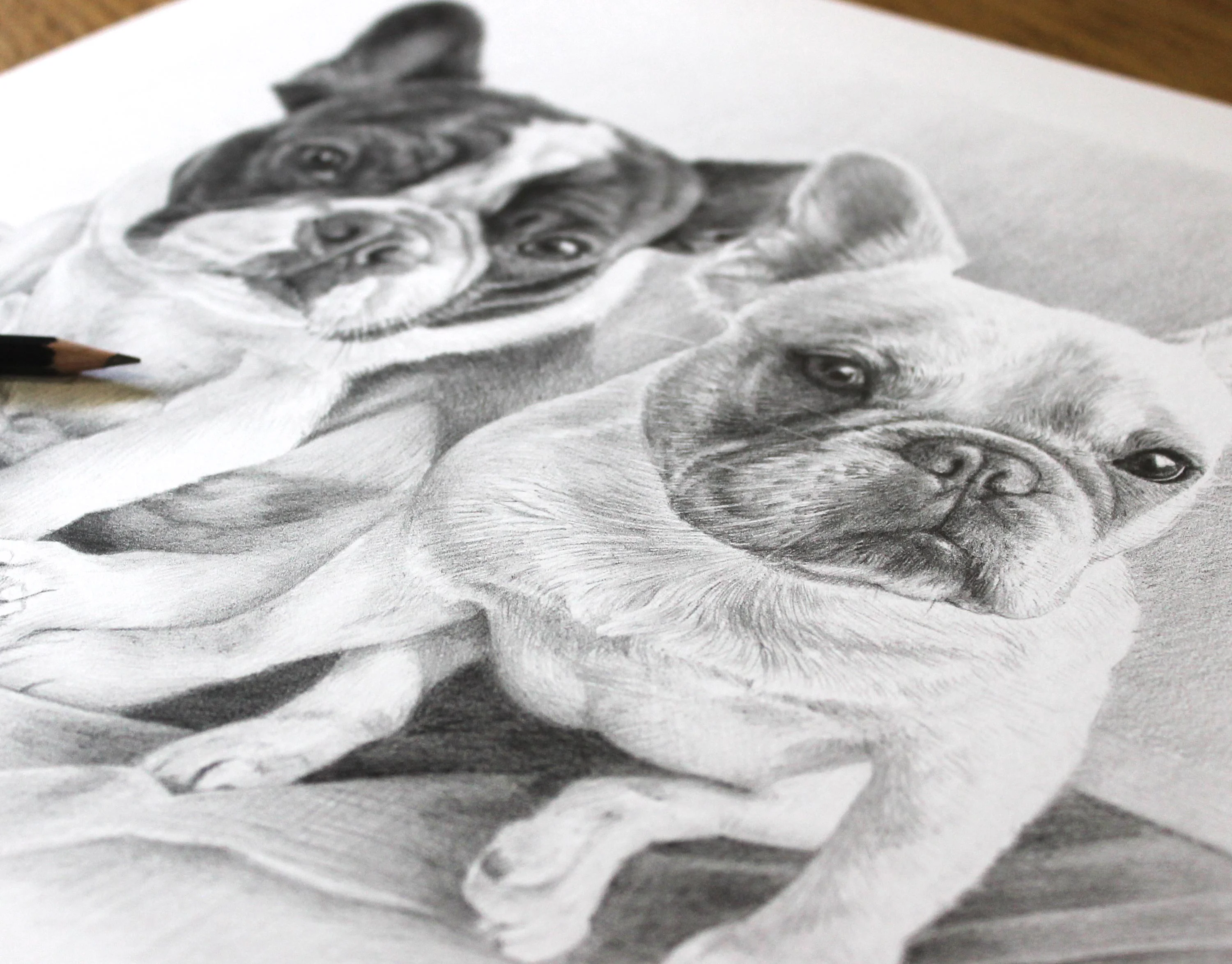 French Bulldog Pet Portraits