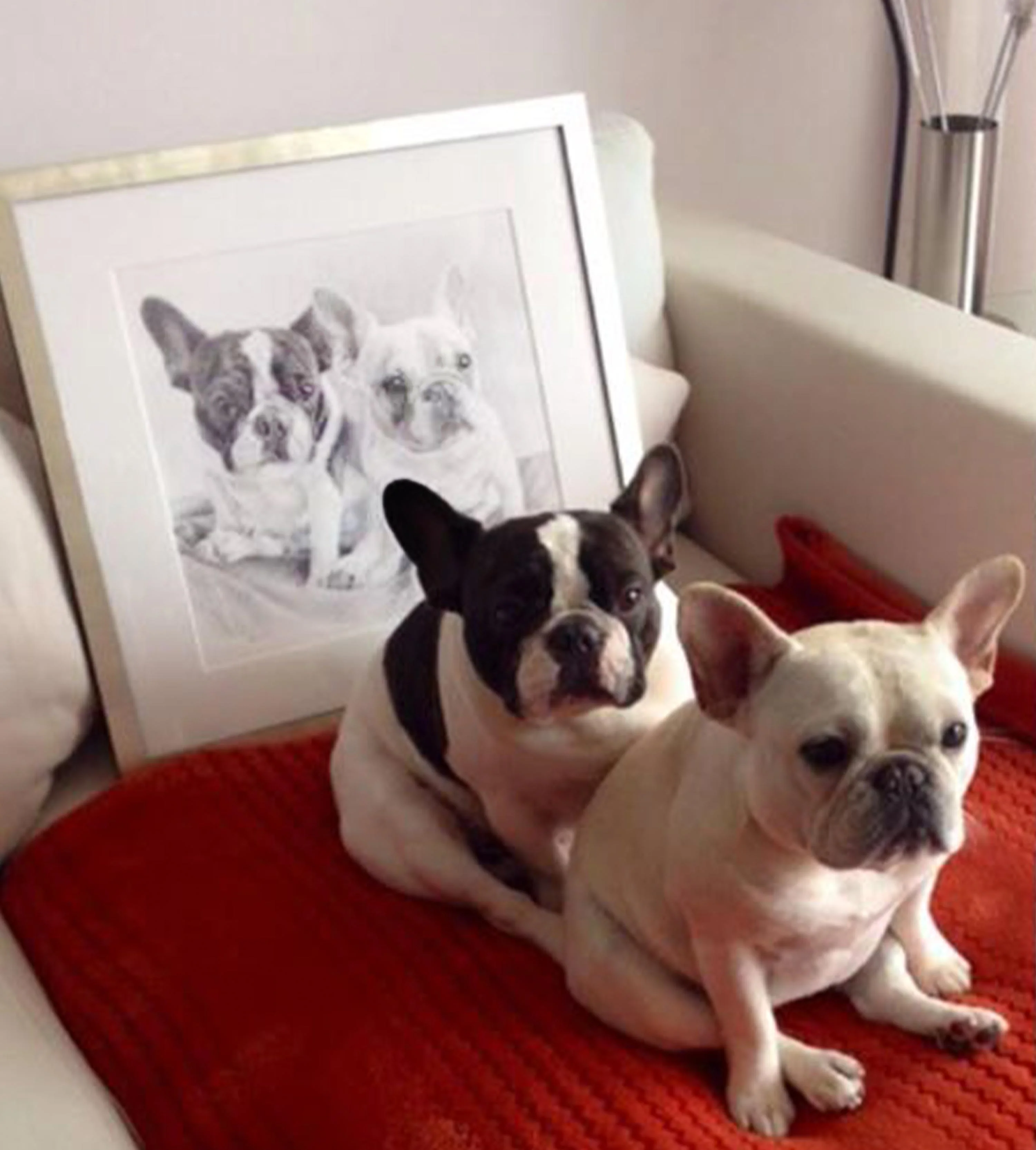 French Bulldog Pet Portraits