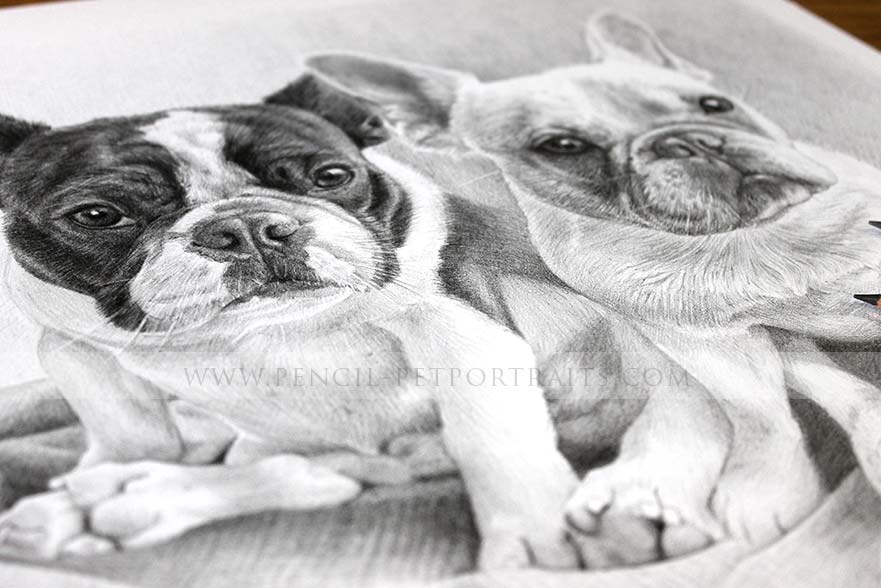 french bulldog pet portraits