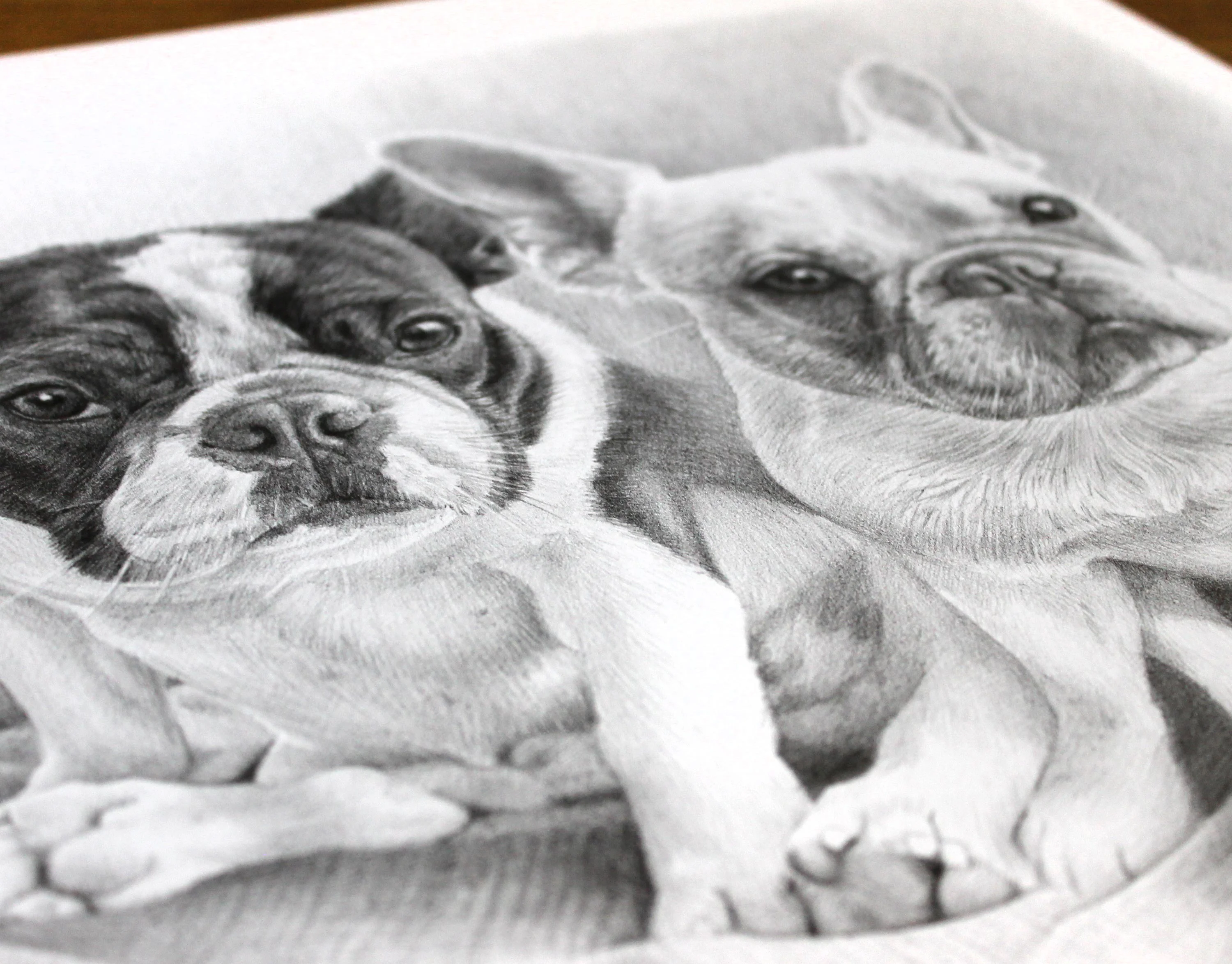 French Bulldog Pet Portraits