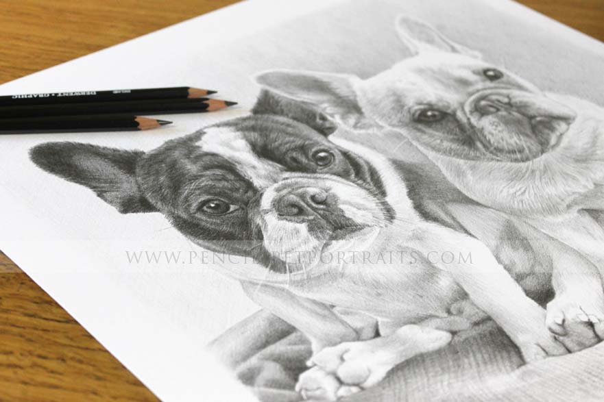 french bulldog pet portraits