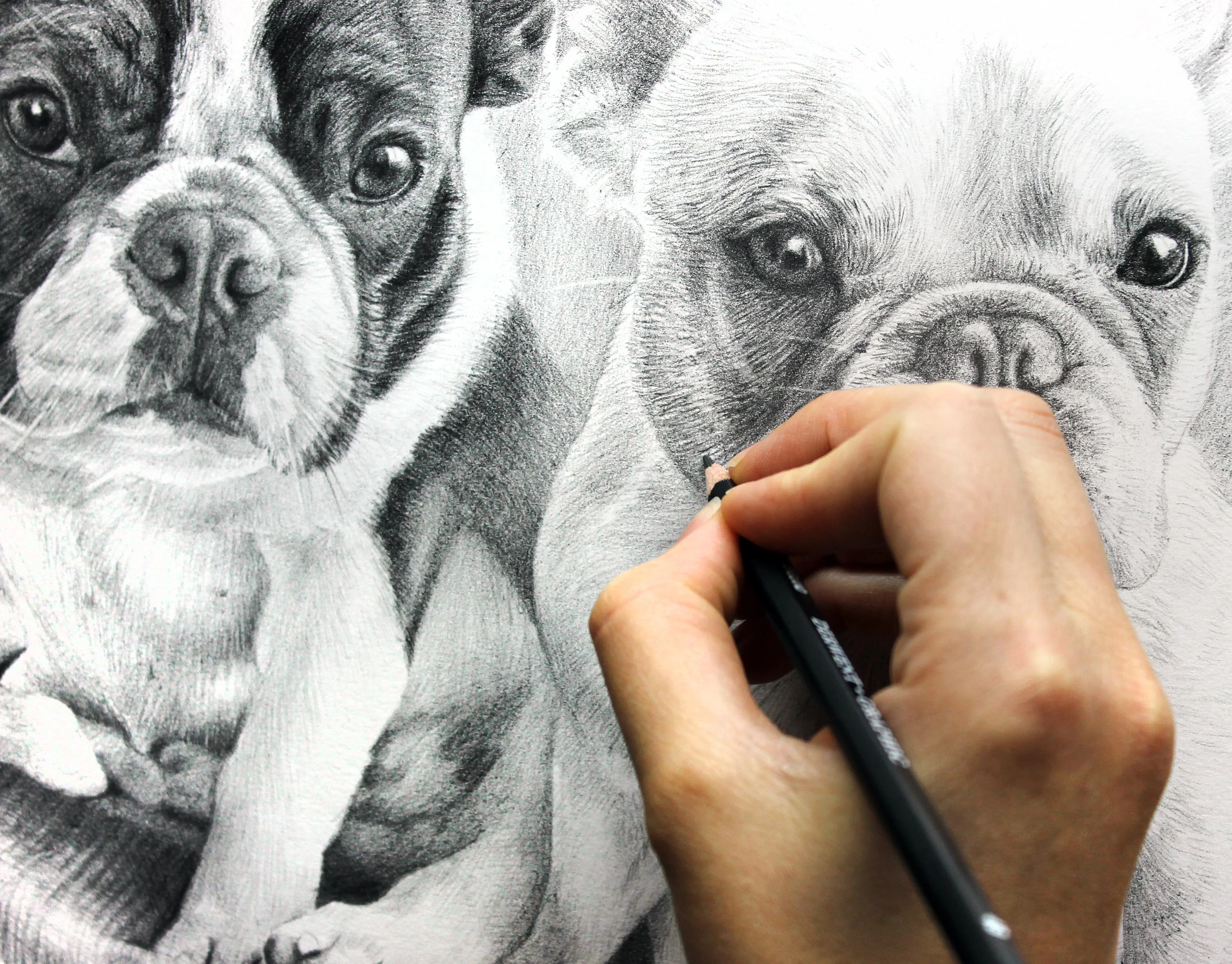 French Bulldog Pet Portraits