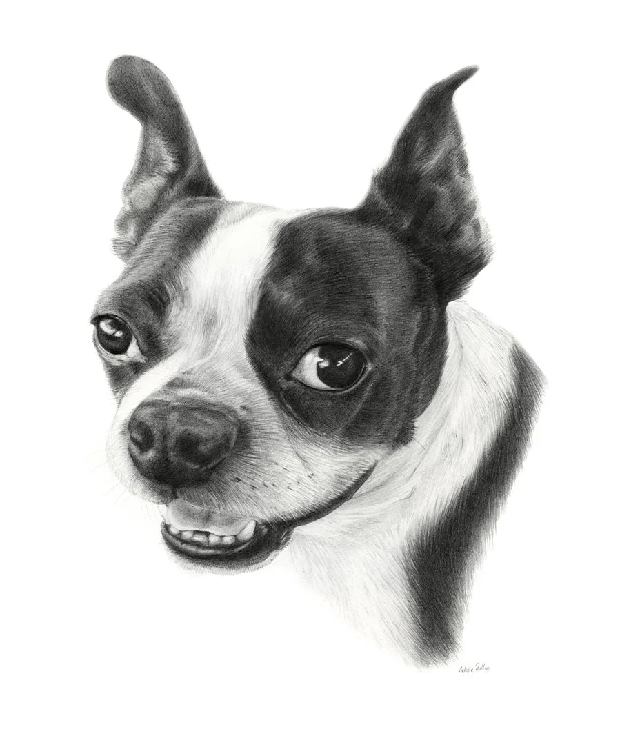 Boson Terriert Pet Portraits