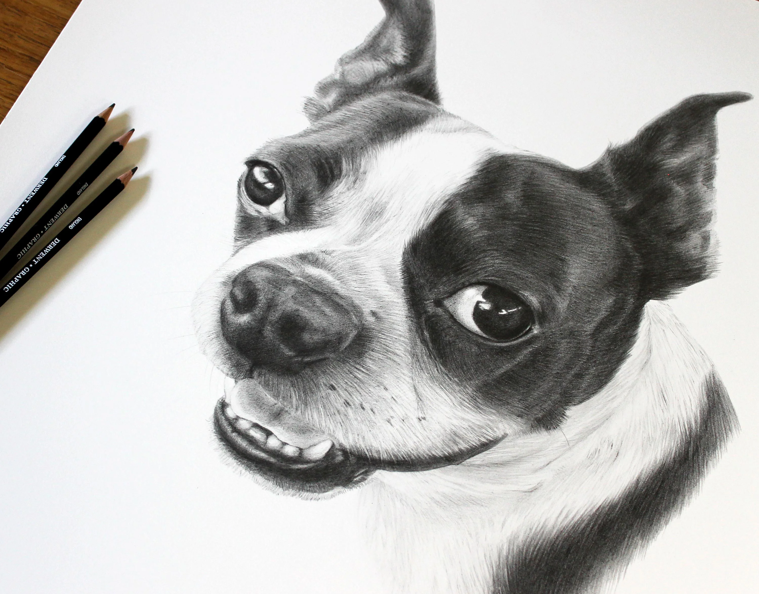 Pet Portrait of a Boston Terrier