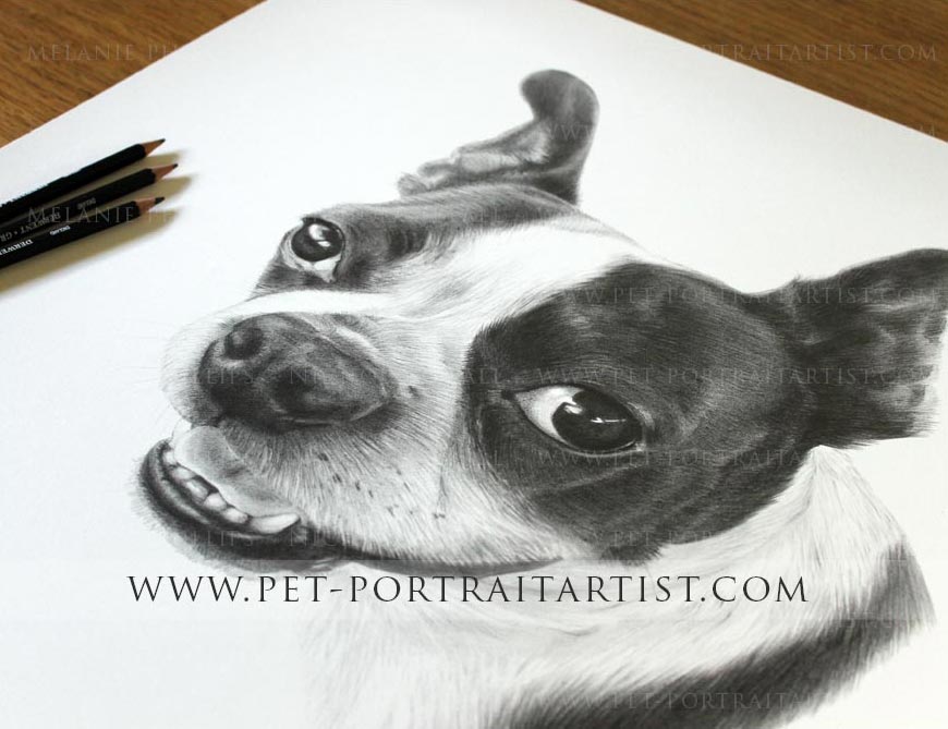 Boston terrier pet portrait