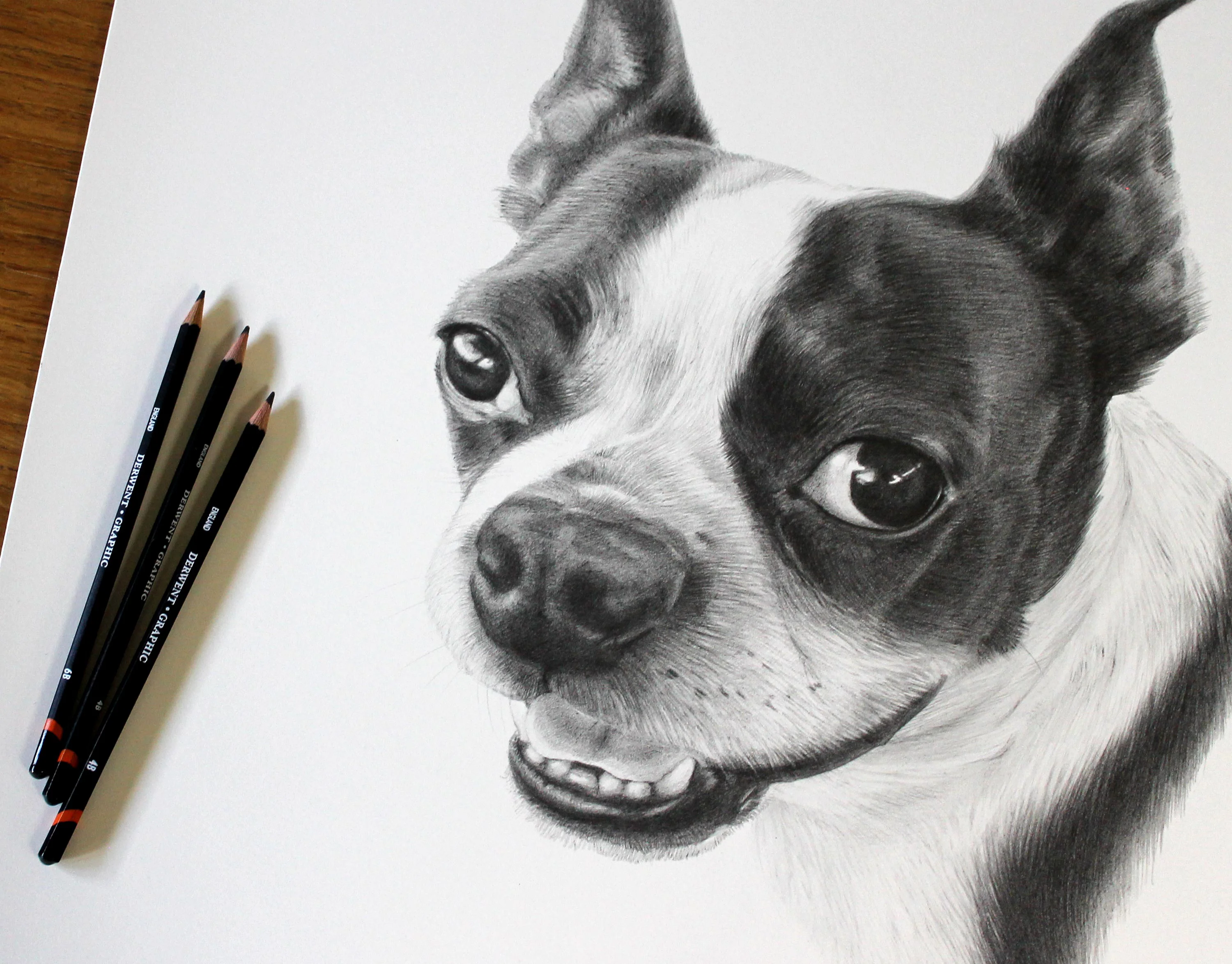 Boston Terrier Pet Portrait