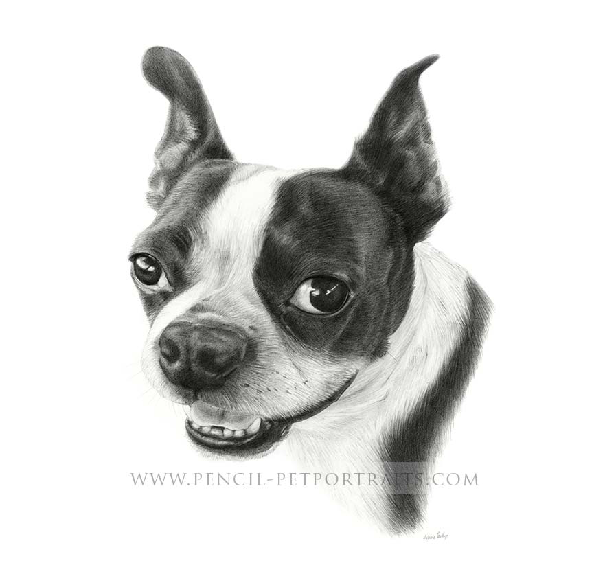 Boston Terrier Pencil Portrait by Melanie Phillips