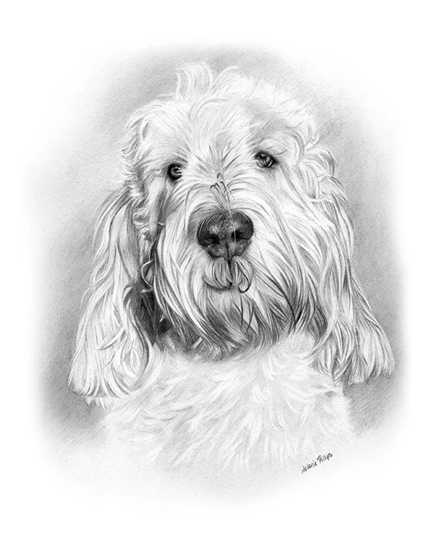 Grand Basset Griffon Vendeen Portrait